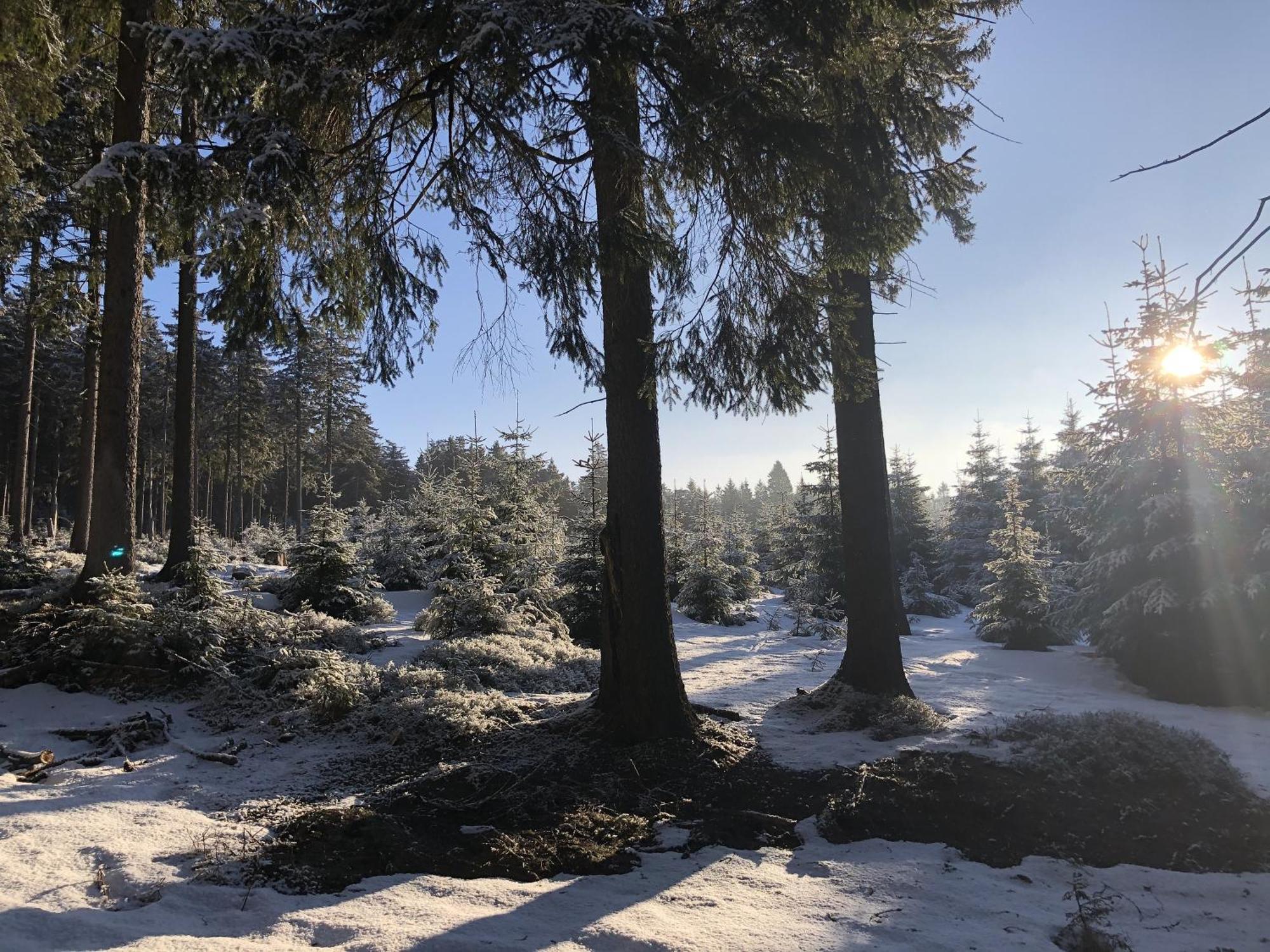 Ferienwohnung Tannenblick 2-1 Oberhof  Exteriör bild